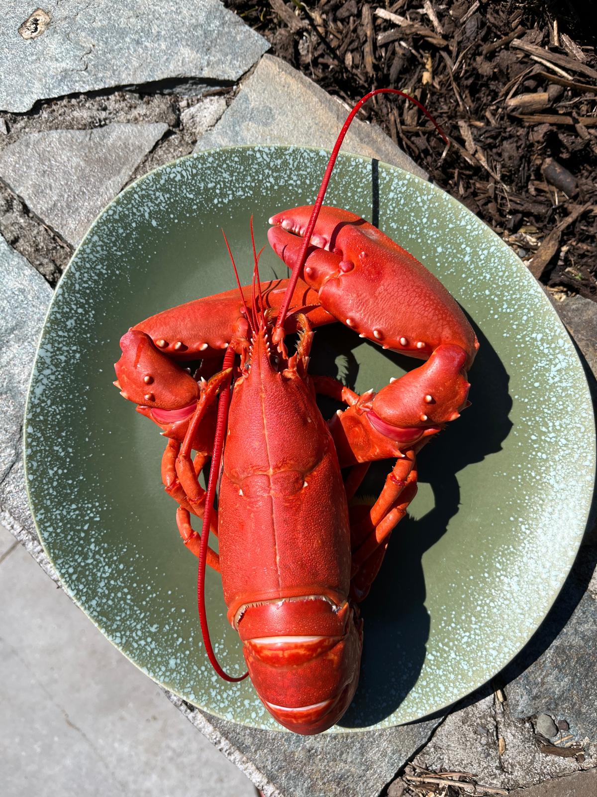 West Cork Guest Guide 2